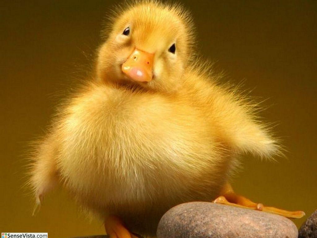 Download Baby Duck Animals Birds Chicken Free Wallpaper 1024x768