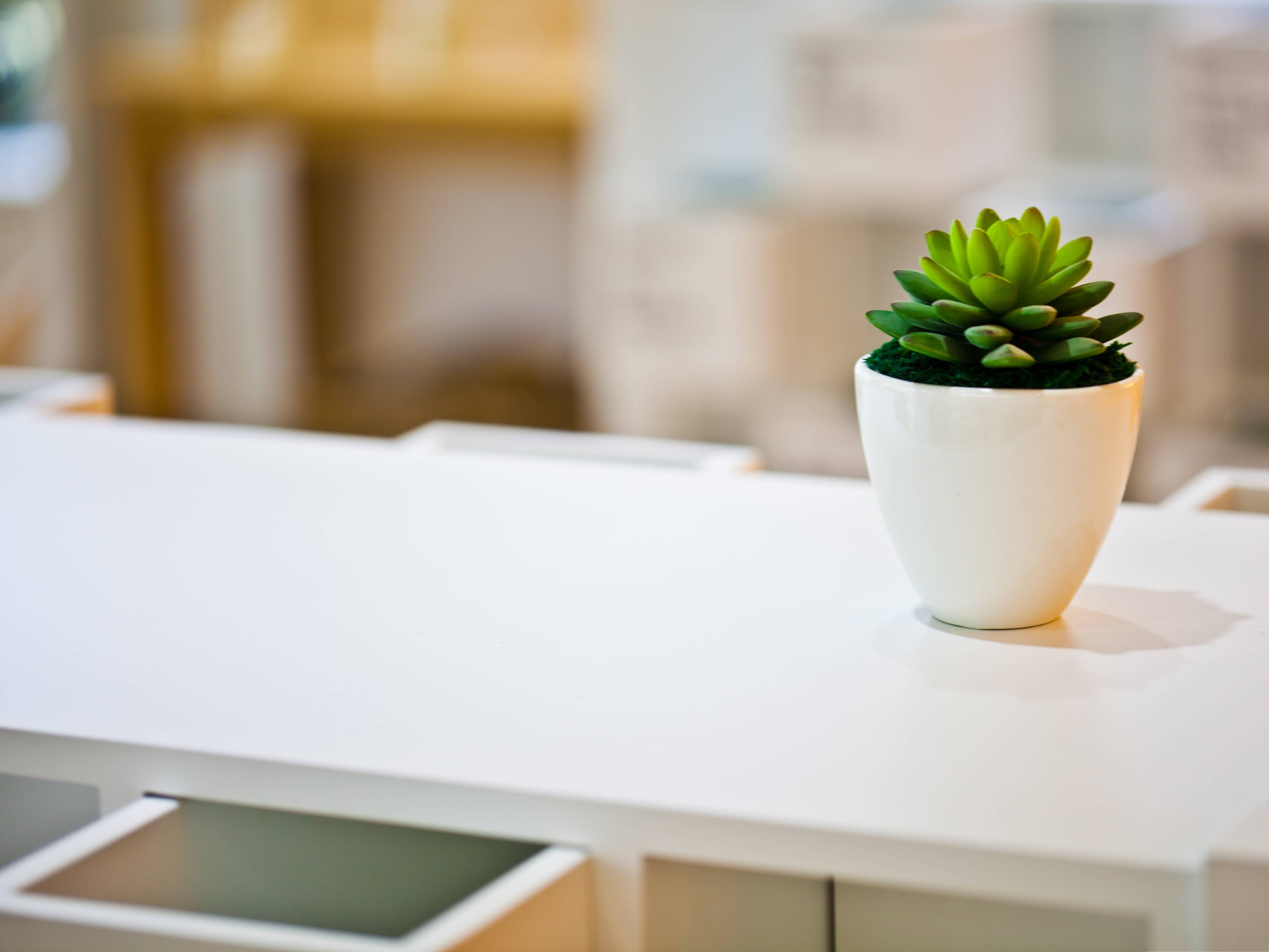 3D Computer Background, Green Plant on White Desk, Generating