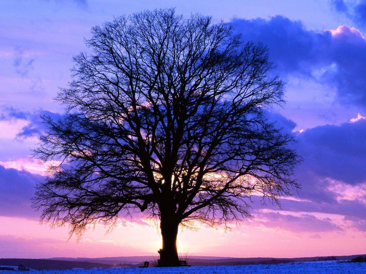 Alone tree at sunset free desktop background wallpaper image