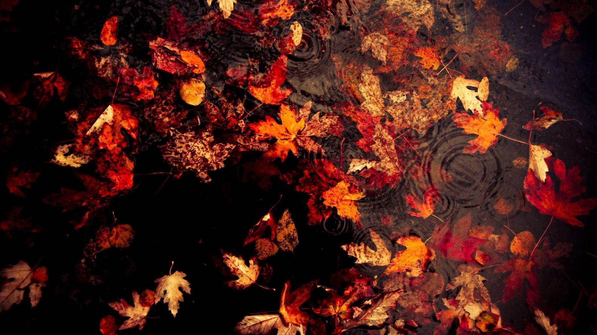 Previous Nature Seasons Autumn Leaves pool wallpaper HD Wallpaper