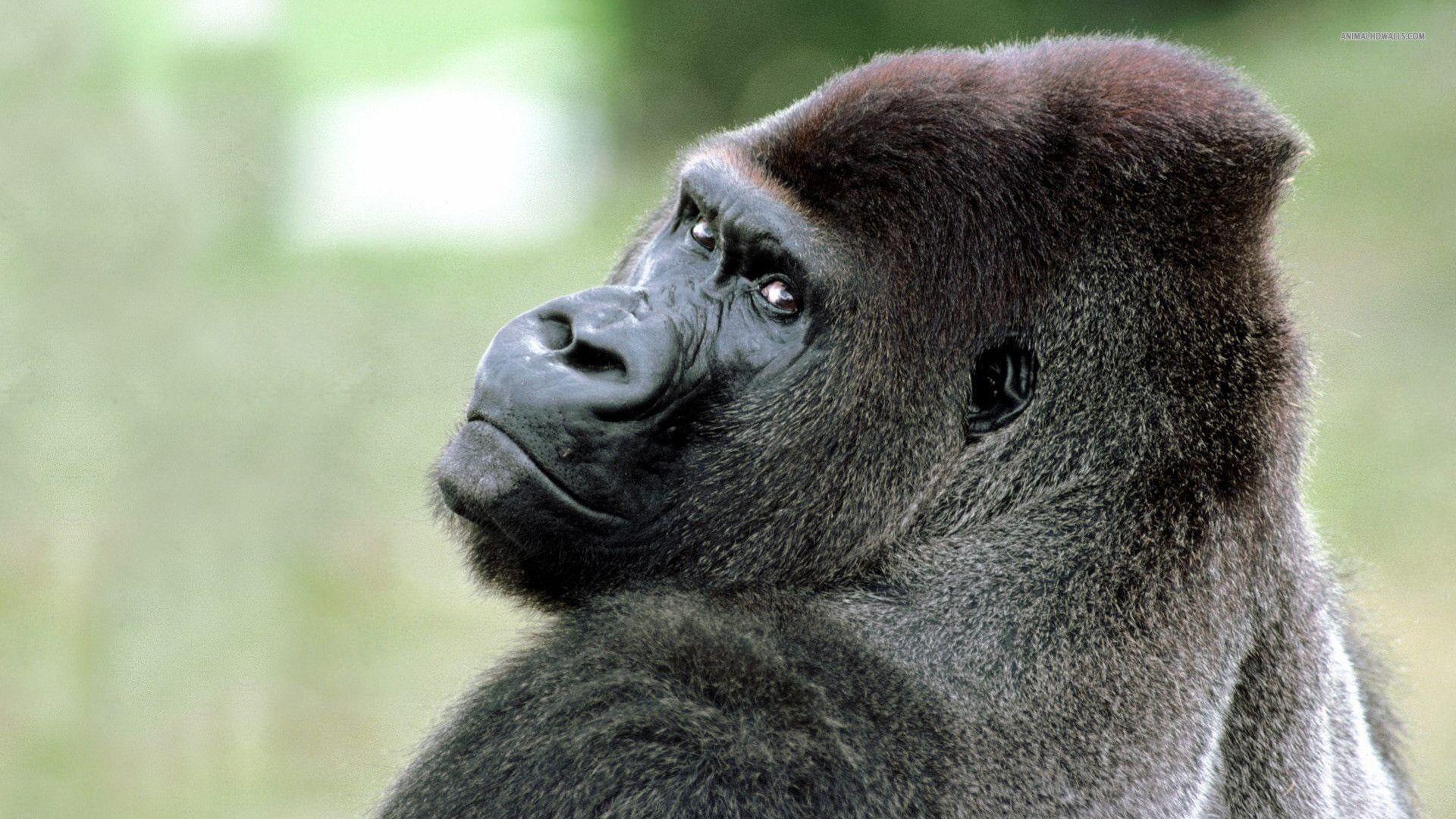 silverback gorilla background