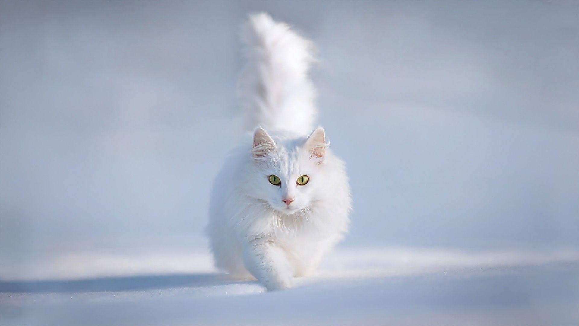 Download Cute White Persian Cat In Snow Wallpaper. Full HD Wallpaper