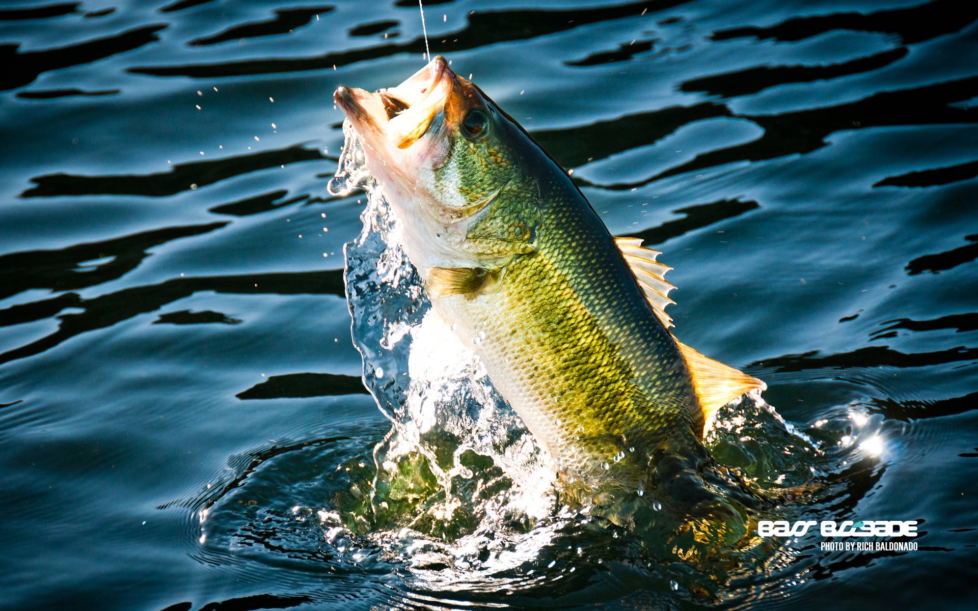 Bass Fish Background Image & Picture