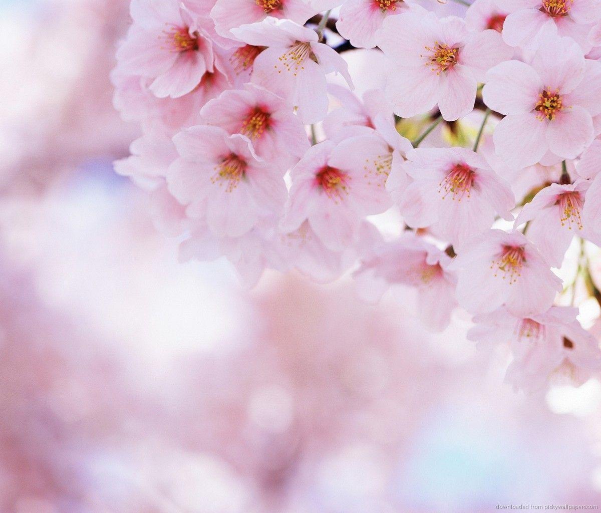 Download Soft Pink Sakura Flowers Wallpaper For Samsung Galaxy Tab