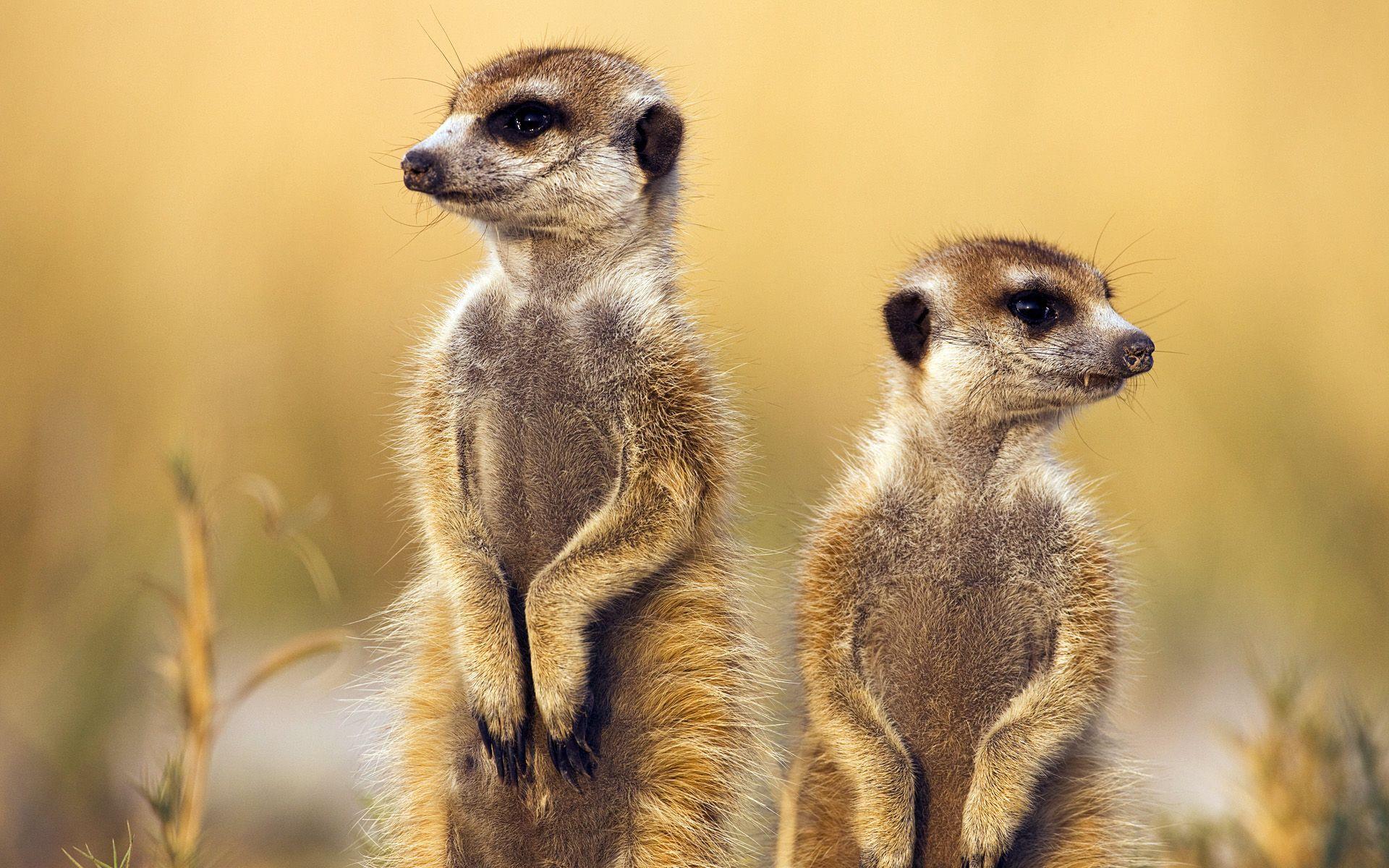 Meerkat Picture Desktop Wallpaper 30k Meerkat Pictures Download Meerkat Picture Desktop Wallpaper 30k Meerkat Pictures Download