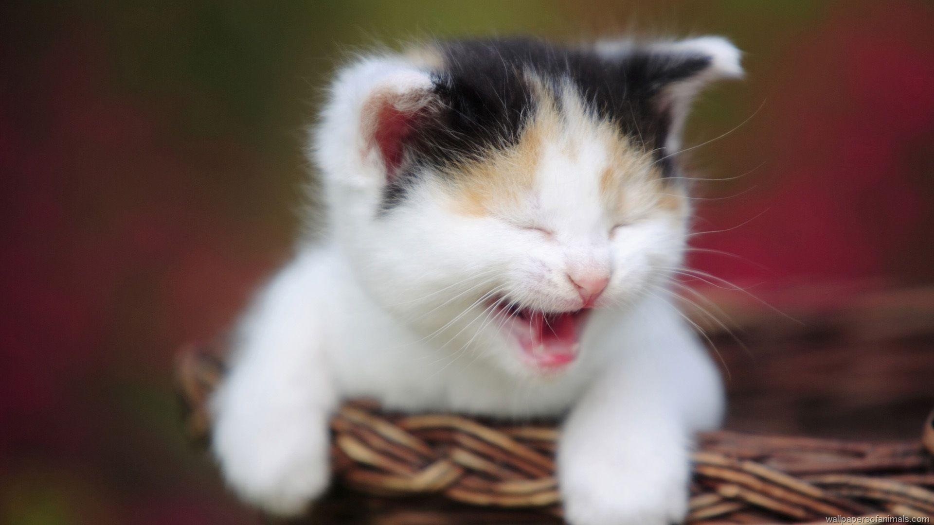 Laughing Baby Kitten Wallpaper
