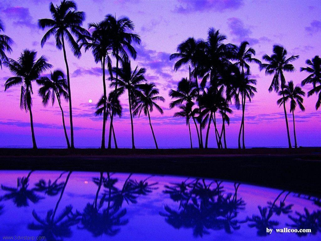 Tropical Beaches At Night 26018 HD Wallpaper in Beach n Tropical