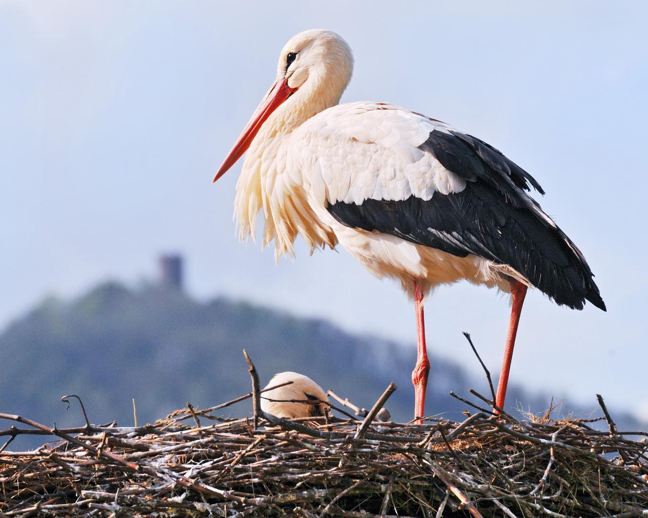 stork and castle wallpaper