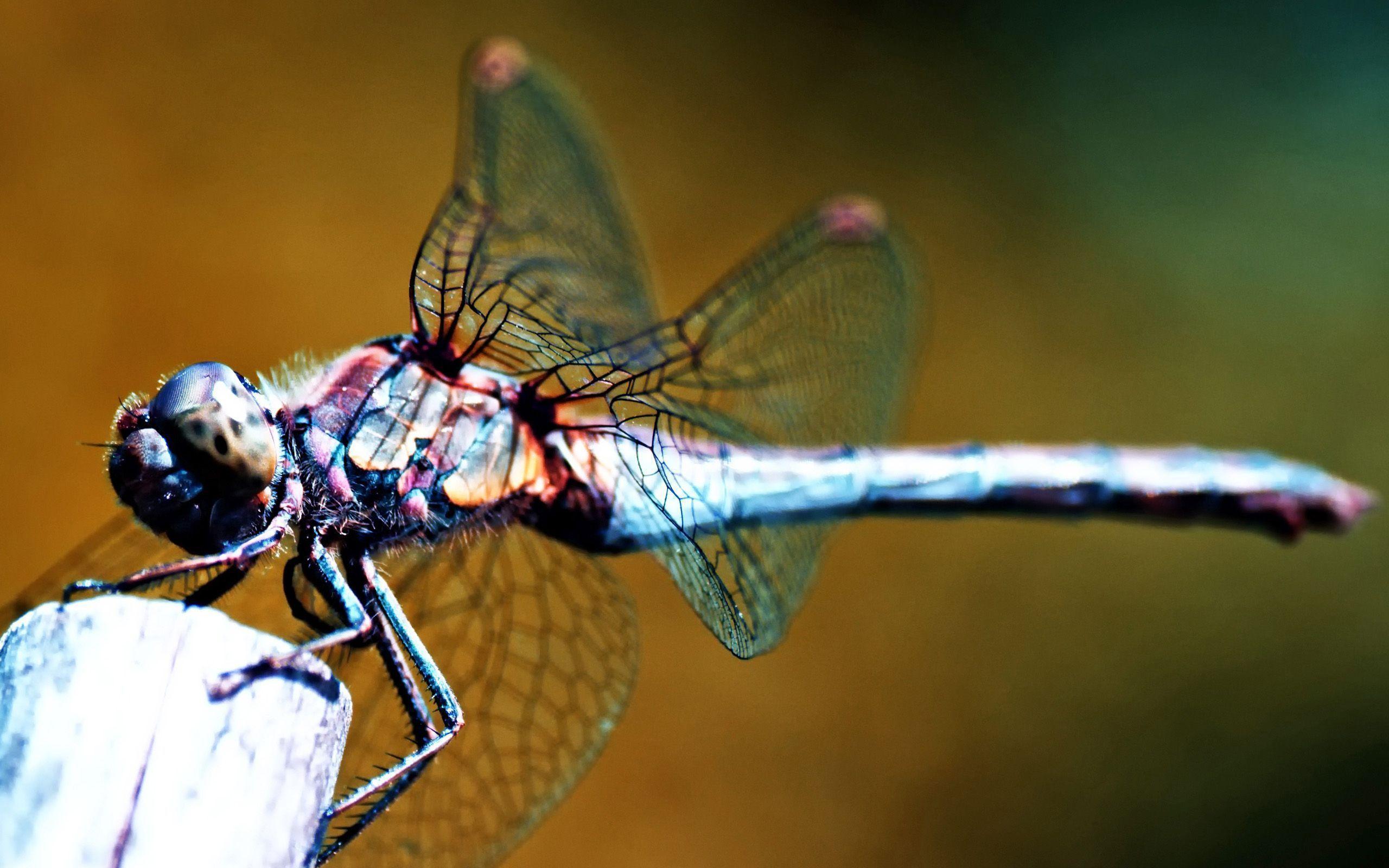 Dragonfly Wallpaper 39232 2560x1600 px