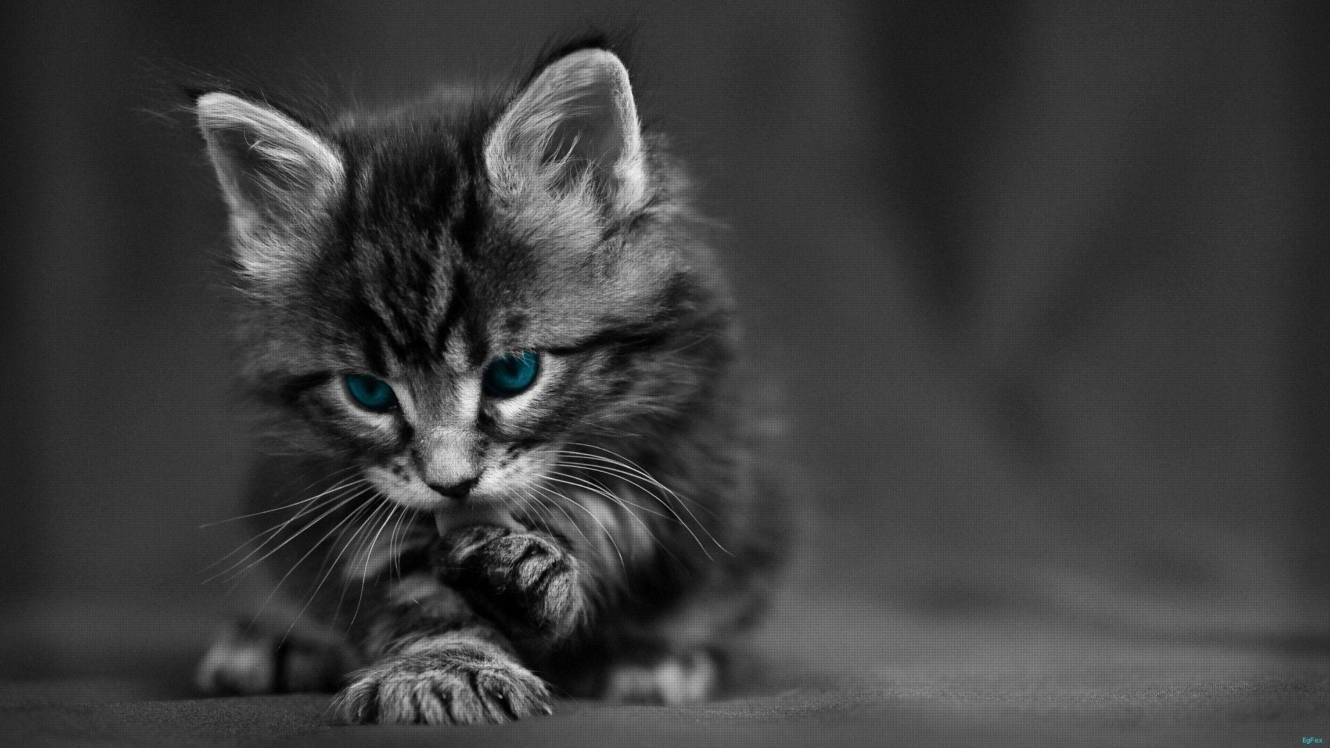 Wallpapers HD 1080p Black And White Cat