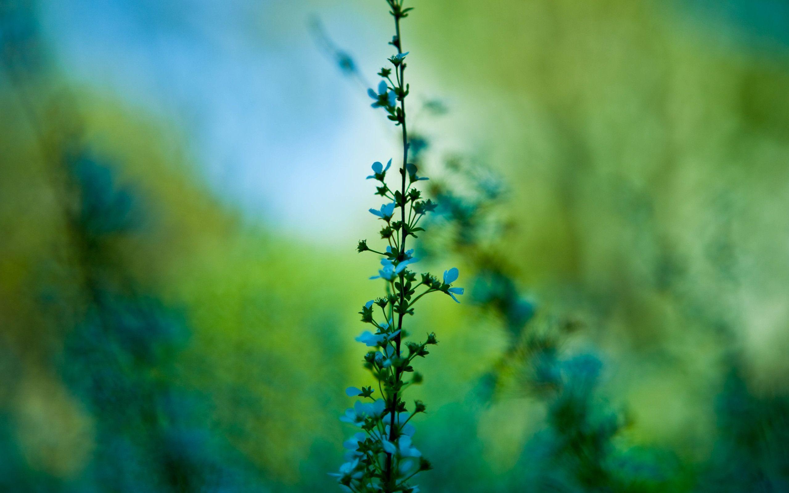 Blue wild flower desktop wallpaper. HD Nature Wallpaper