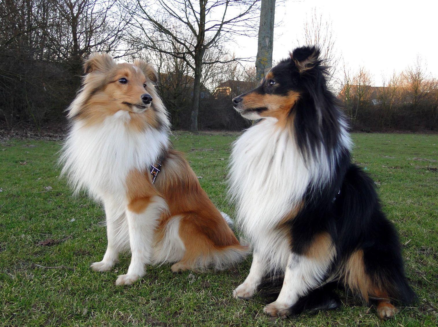 Shetland Sheepdog Wallpapers Wallpaper Cave