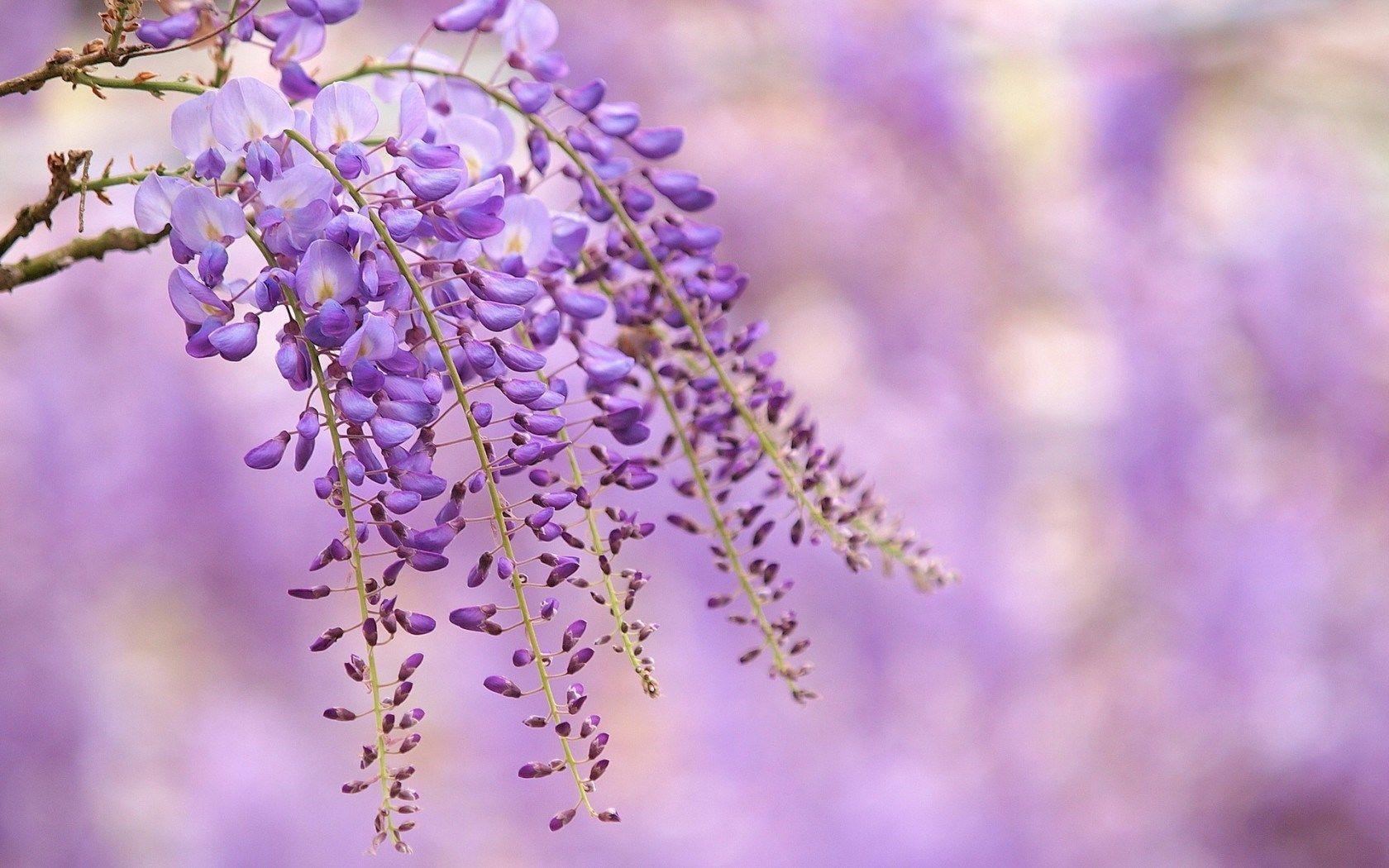 Branch Flowers Purple Lilac Wisteria Nature HD Wallpaper
