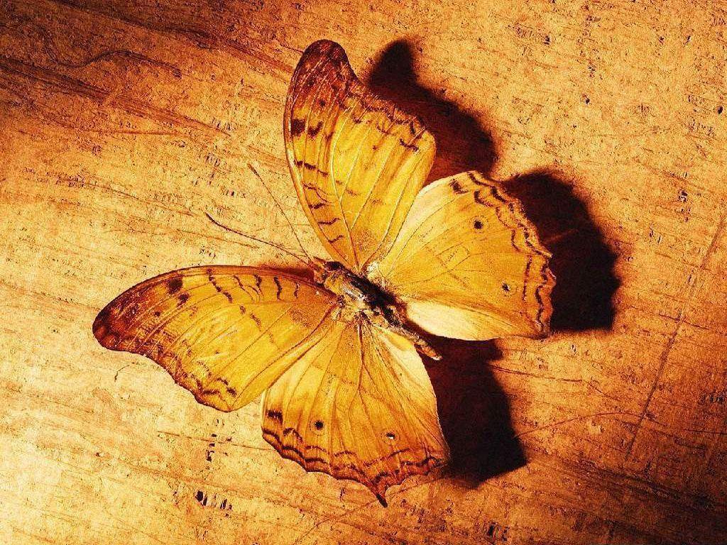 Autumn Butterfly Wallpaper, Animals Wallpaper, HD phone wallpaper