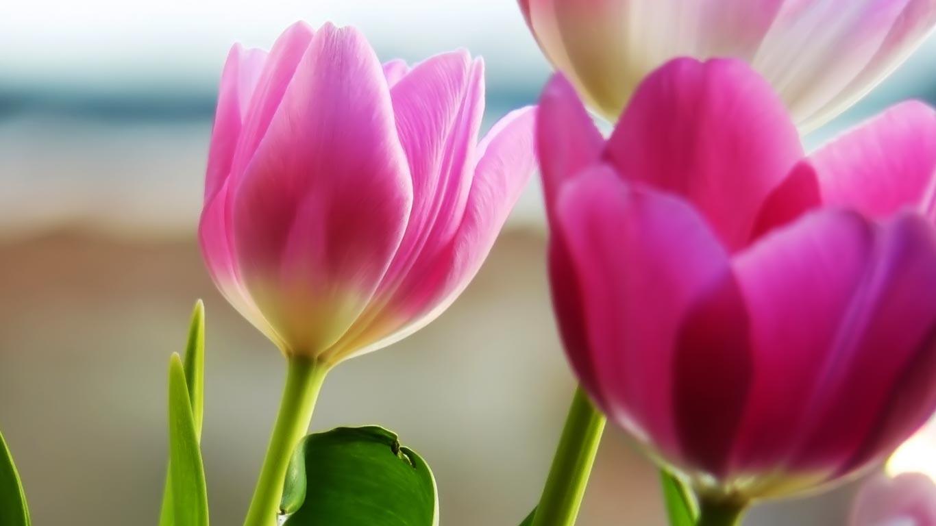 Desktop Wallpaper · Gallery · HD Notebook · Beautiful pink tulips