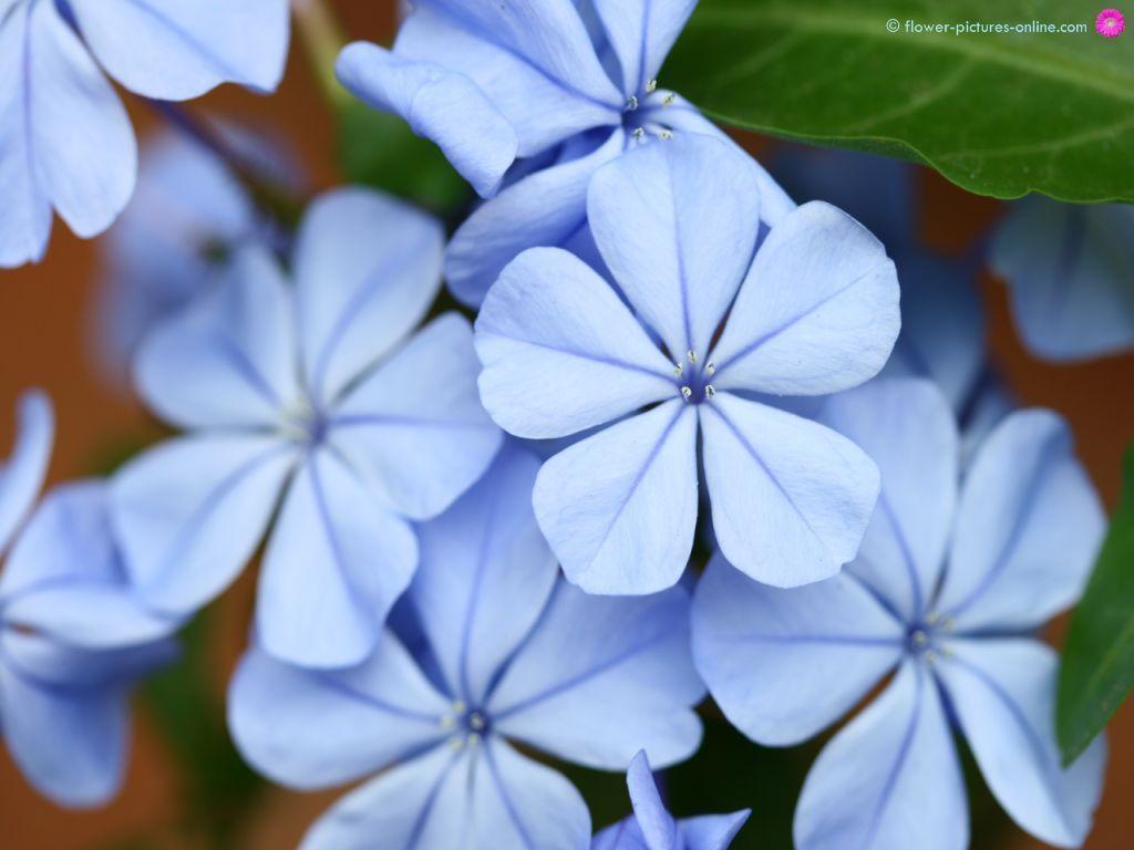 Blue Flower Wallpaper. Bleu on Bleu
