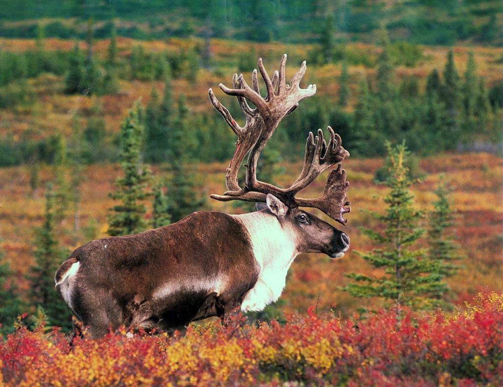 moose wallpaper