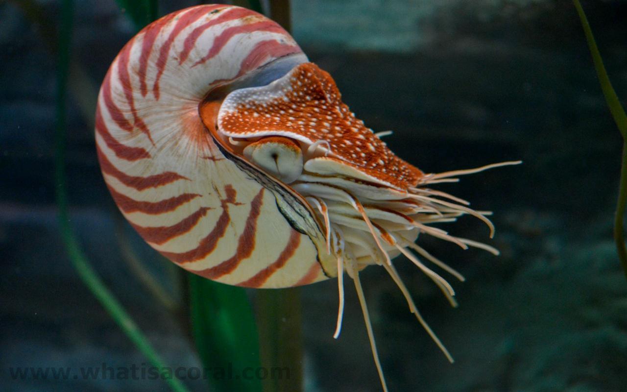 What is a coral ? Wallpaper 432 Nautilus pompilius ((en) Chambered