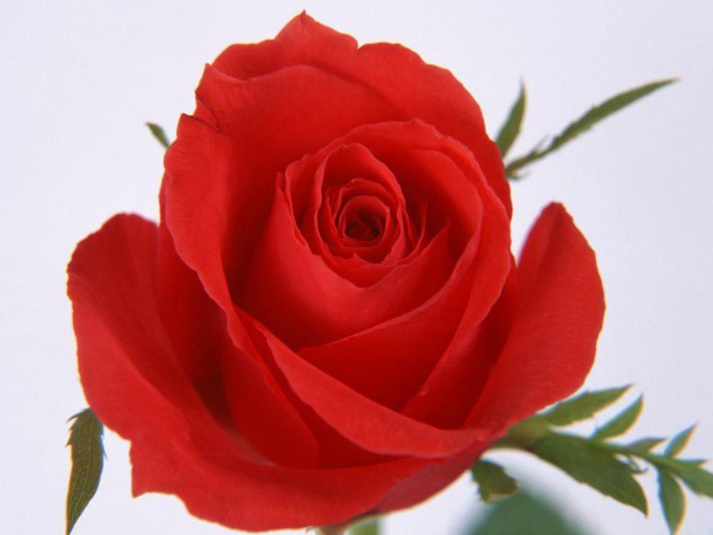 red roses, most popular rose, rose wallpaper, beautiful rose, red