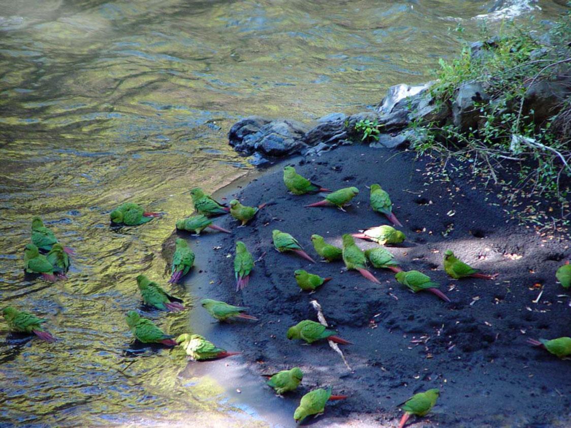 Slender Billed Parakeet