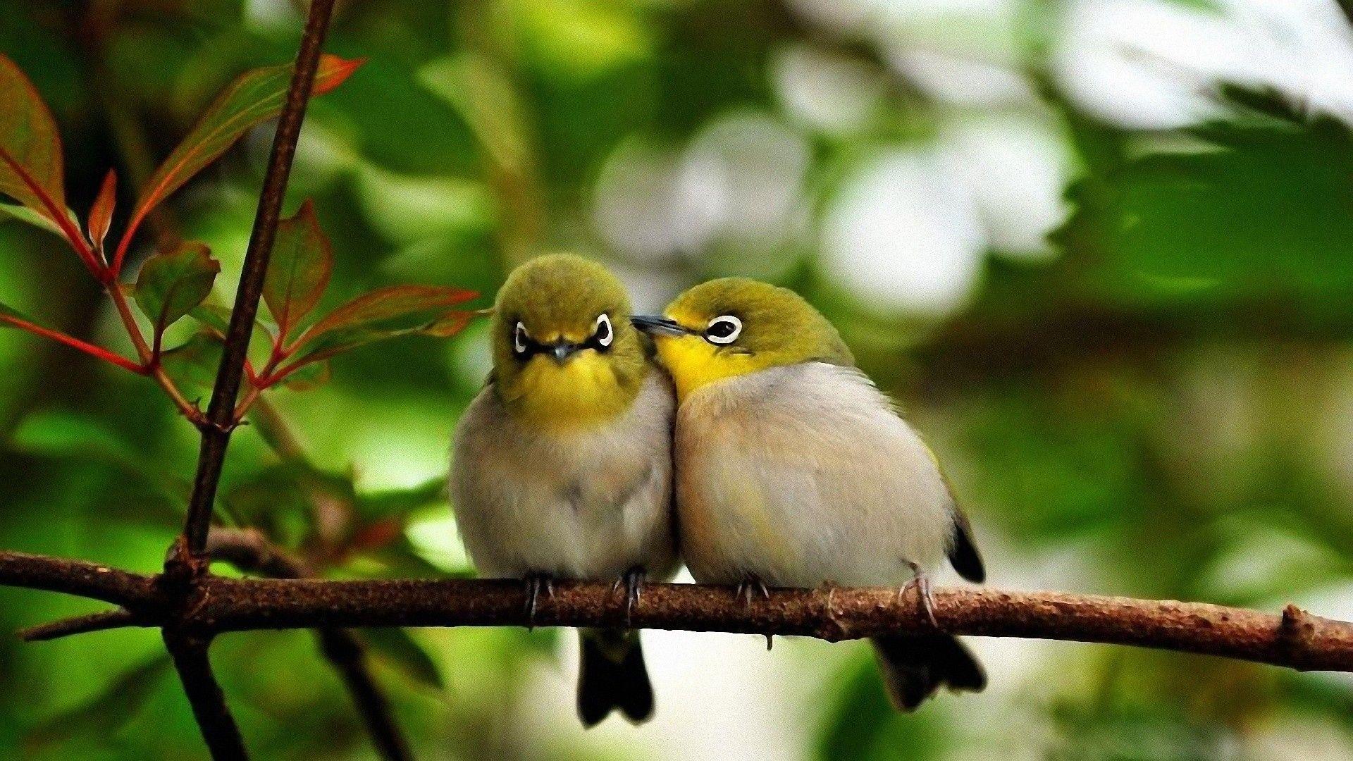 Love Birds HD Wallpaper
