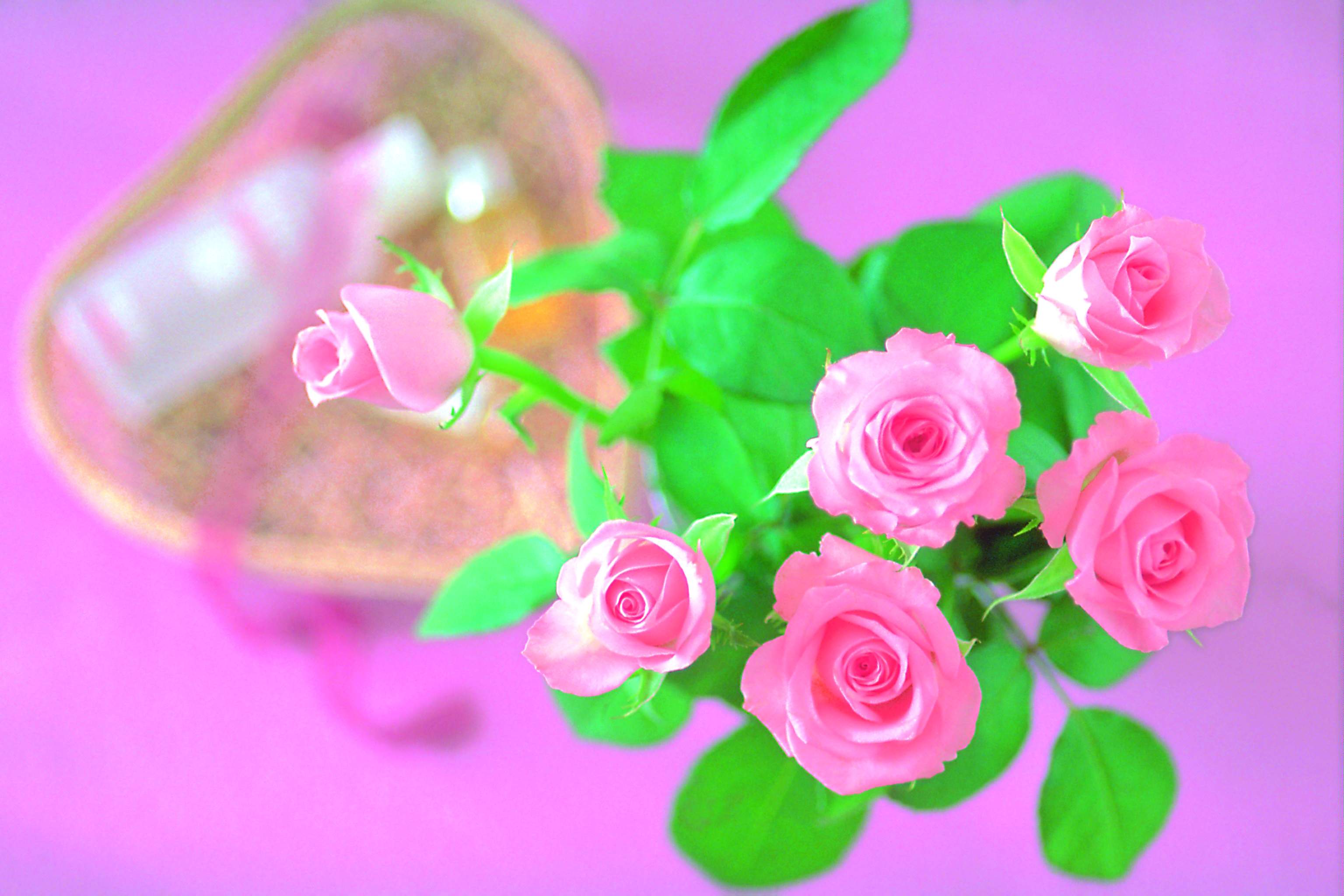 Flowers For > Light Pink Rose Background