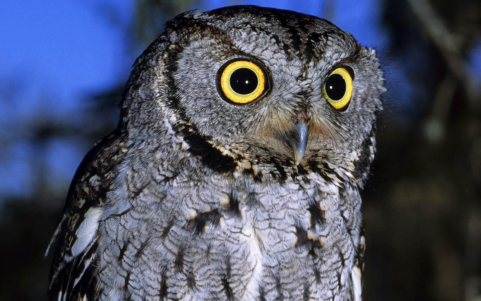 Screech Owl Wallpaper Wide Eyes at Night. Owls, Night, Owl, Eyes
