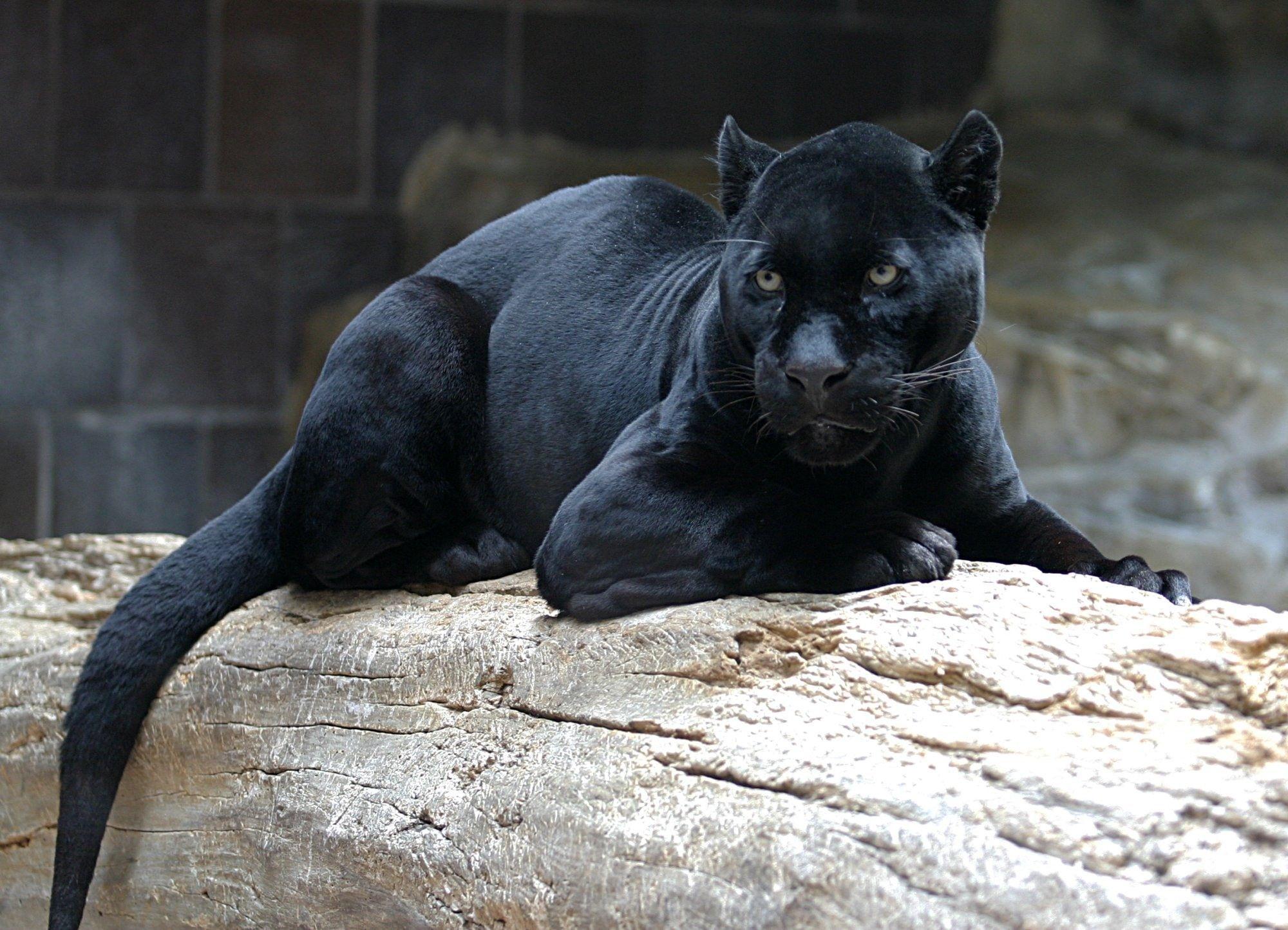 HD wallpaper: black jaguar, predator, Panther, jaw, animal, mammal, black  Color | Wallpaper Flare