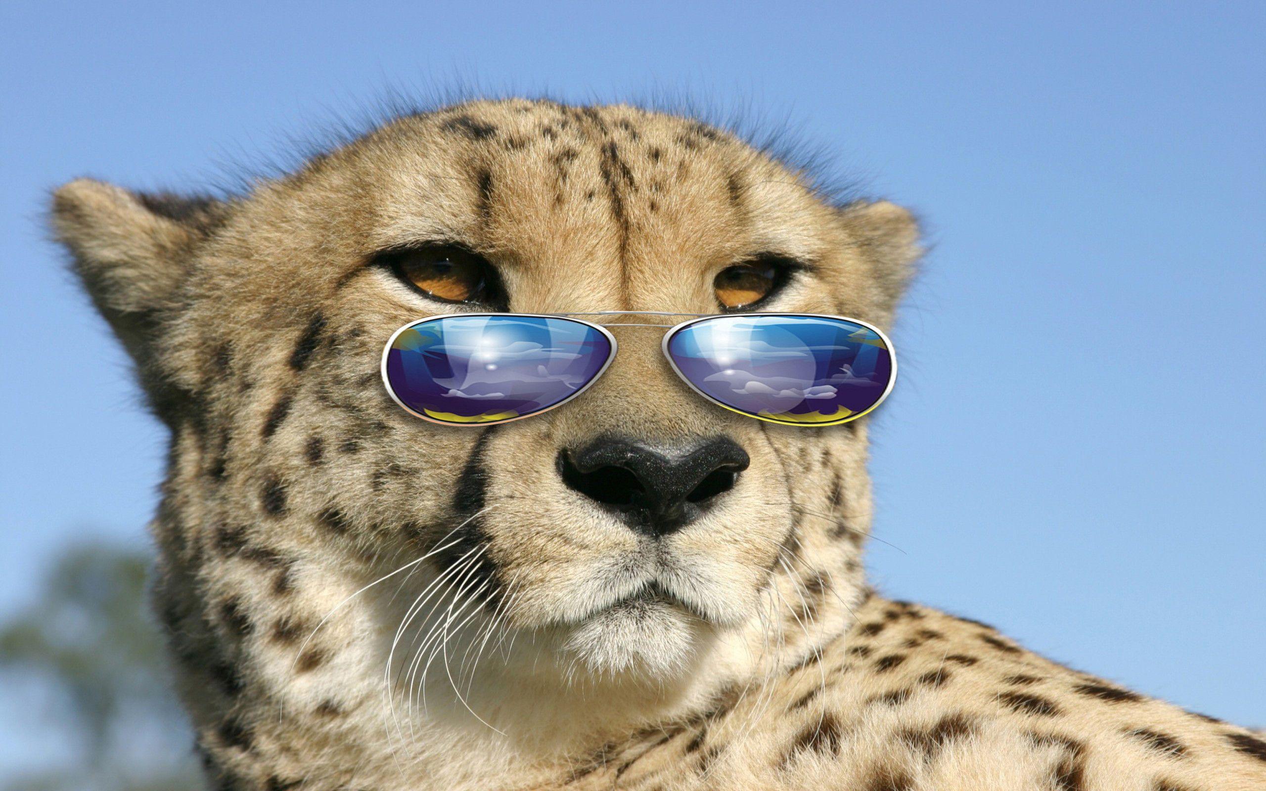 Image For > Funny Big Cats Wallpapers