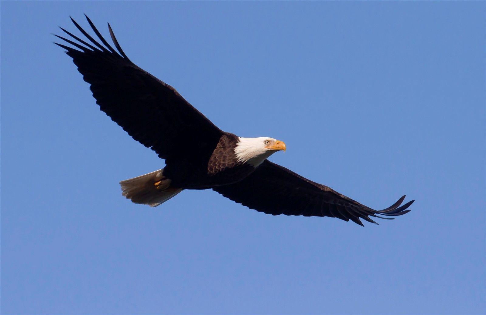 Bald Eagle Free Wallpaper For iPhone. Eagle, For, iPhone, Free