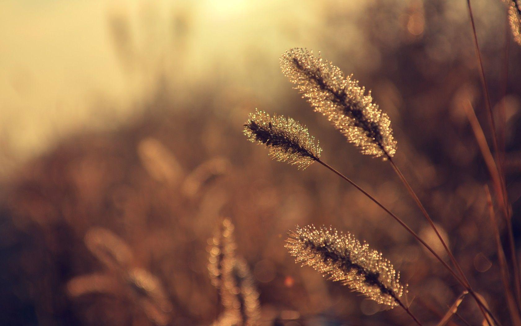 Nature Vintage Wallpaper 1680×1050 Nature, Vintage, Photography