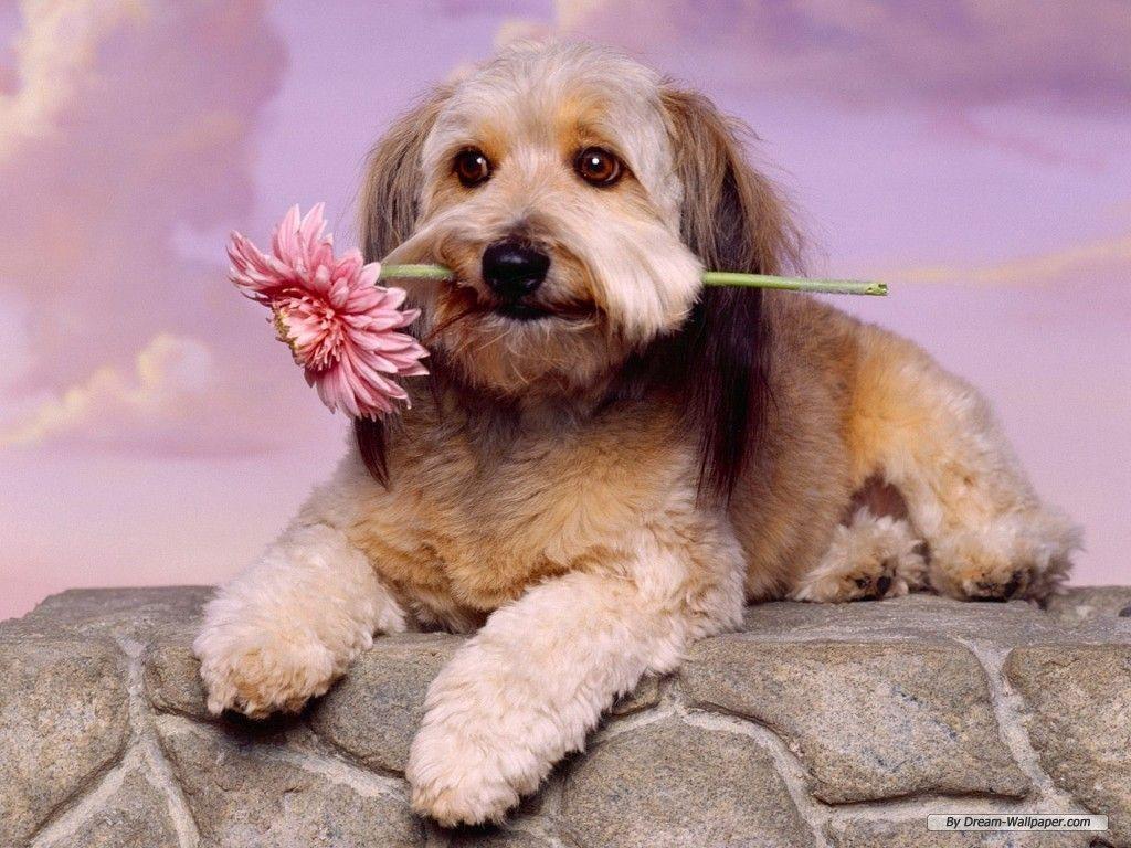 Cute Dog Brings Flower Dog Wallpaper Background. Dogs