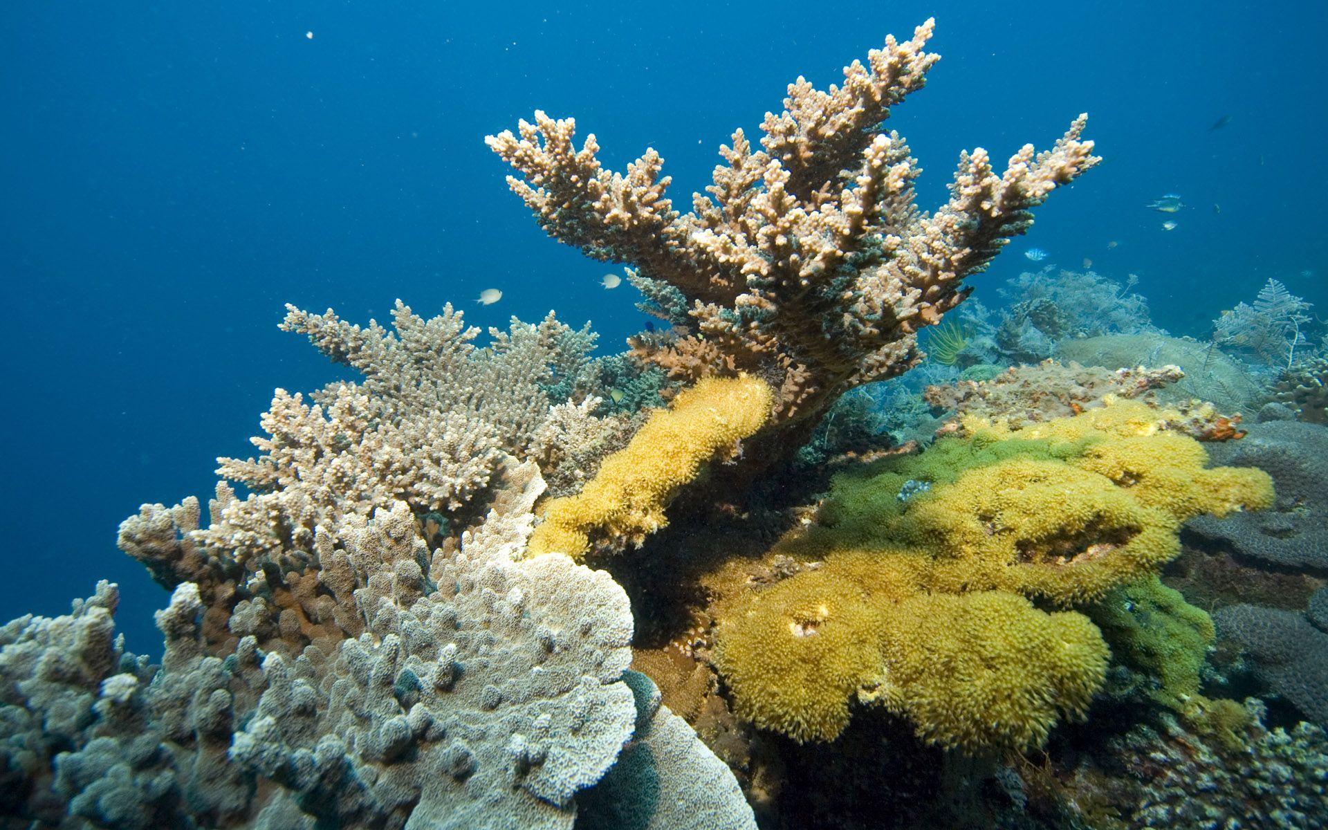 Wallpapers For > Coral Reef Wallpapers Widescreen
