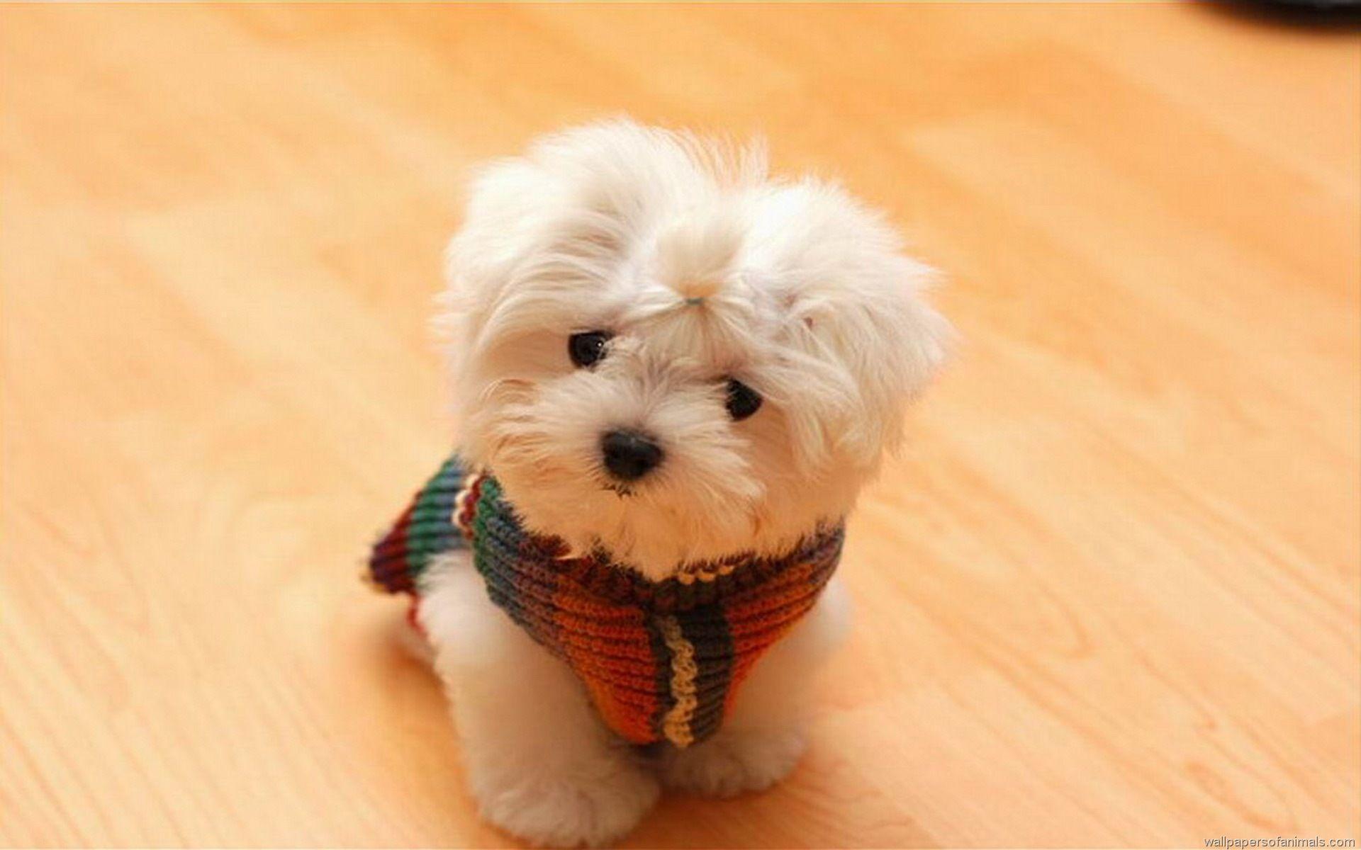 Cute Dog wallpapers