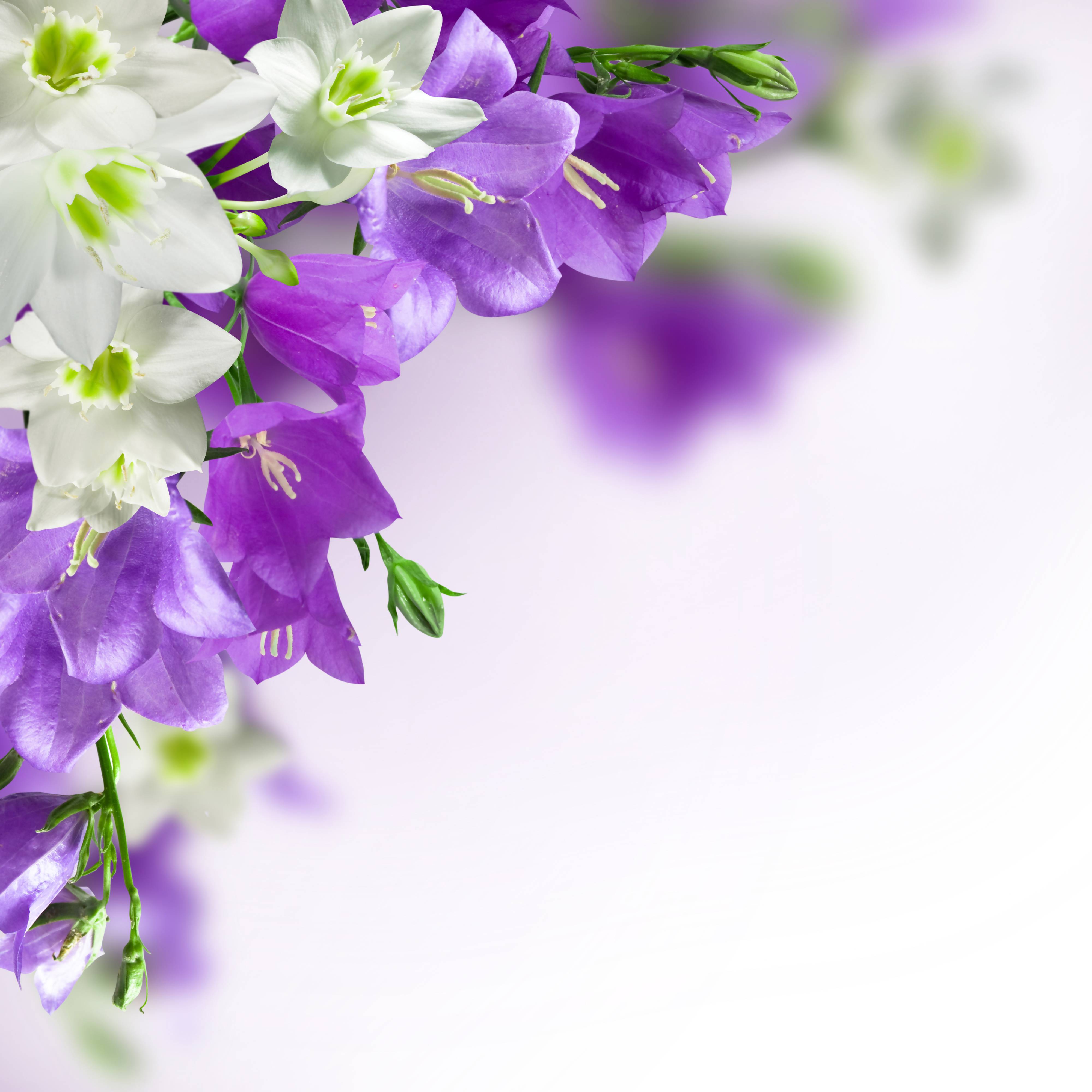 Spring Backgrounds with White and Purple Flowers