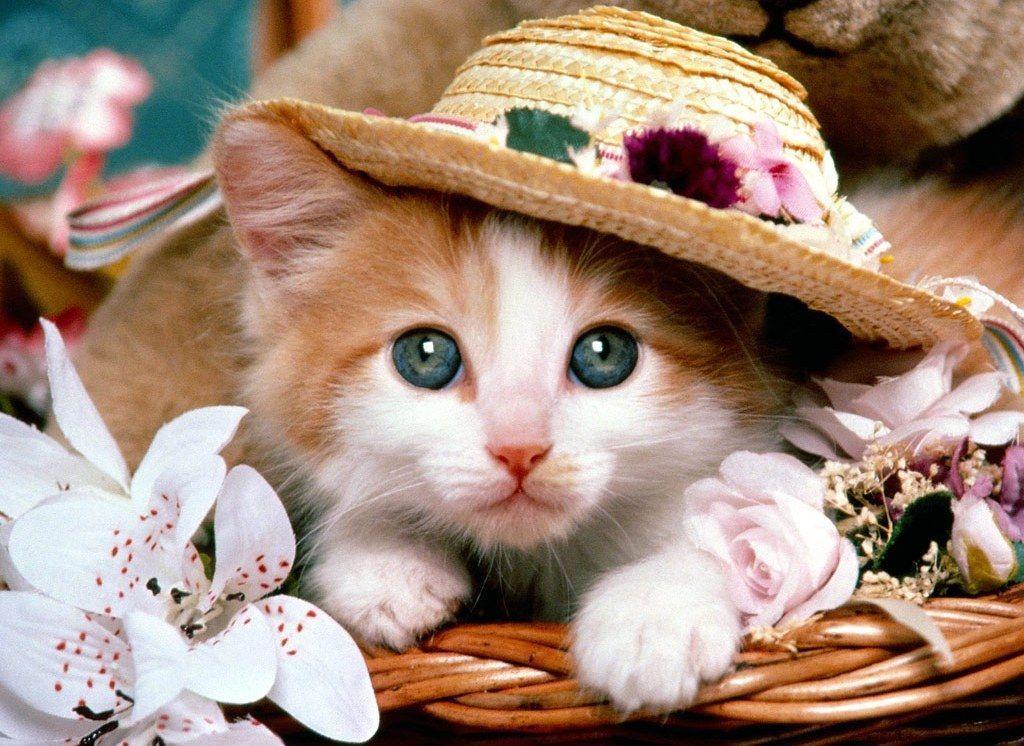 Animals wallpaper for desktop free download Wallpaper Is