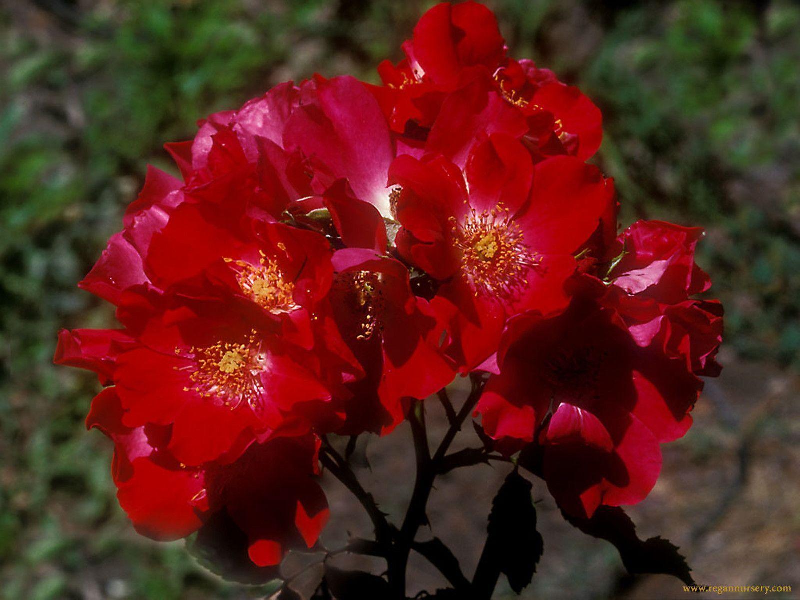 Free Wallpapers Roses - Wallpaper Cave