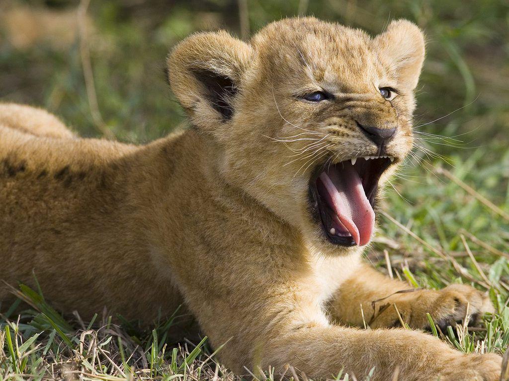 lion cub wallpapers