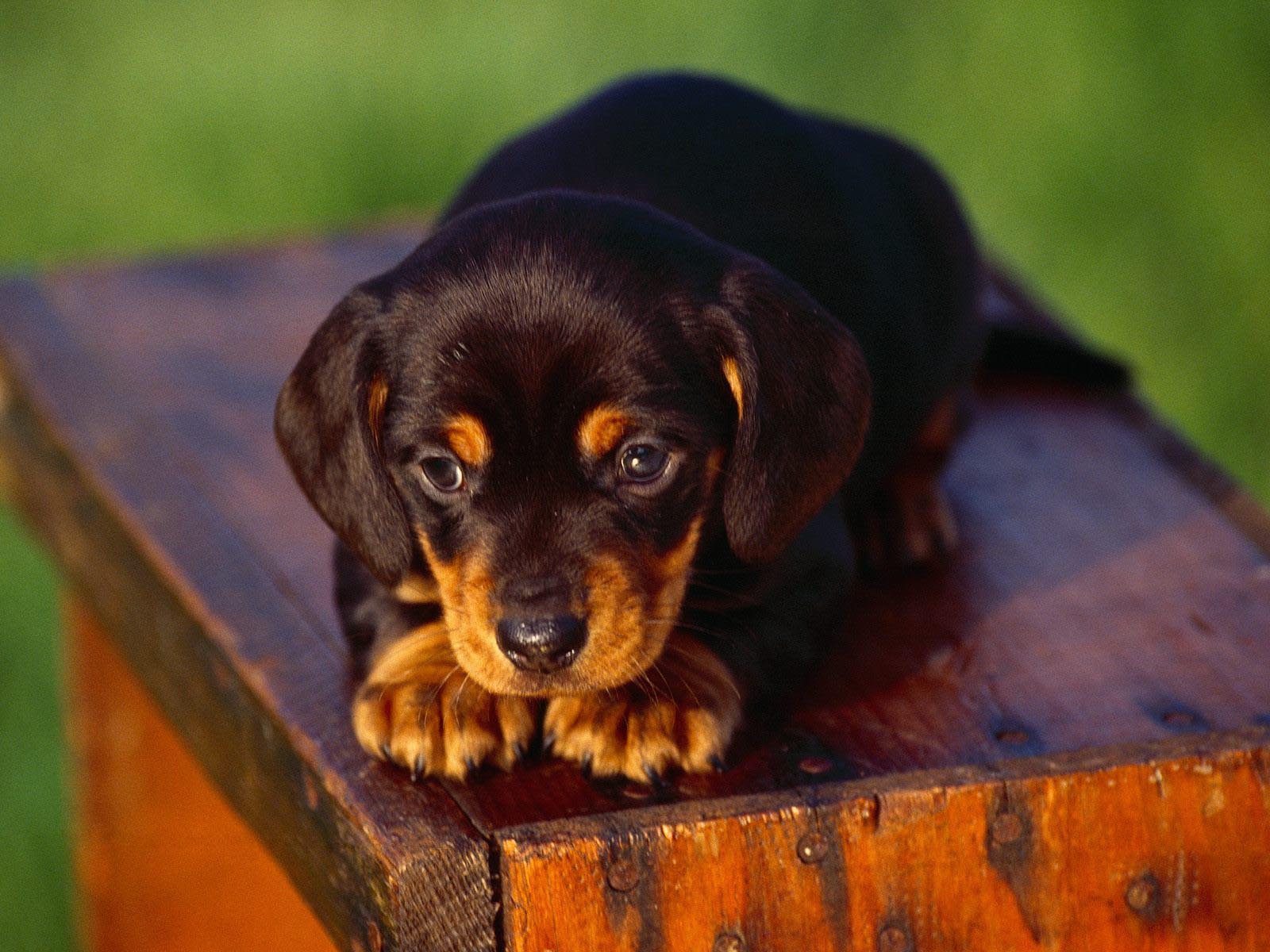 Cute puppy of dachshund dog wallpaper