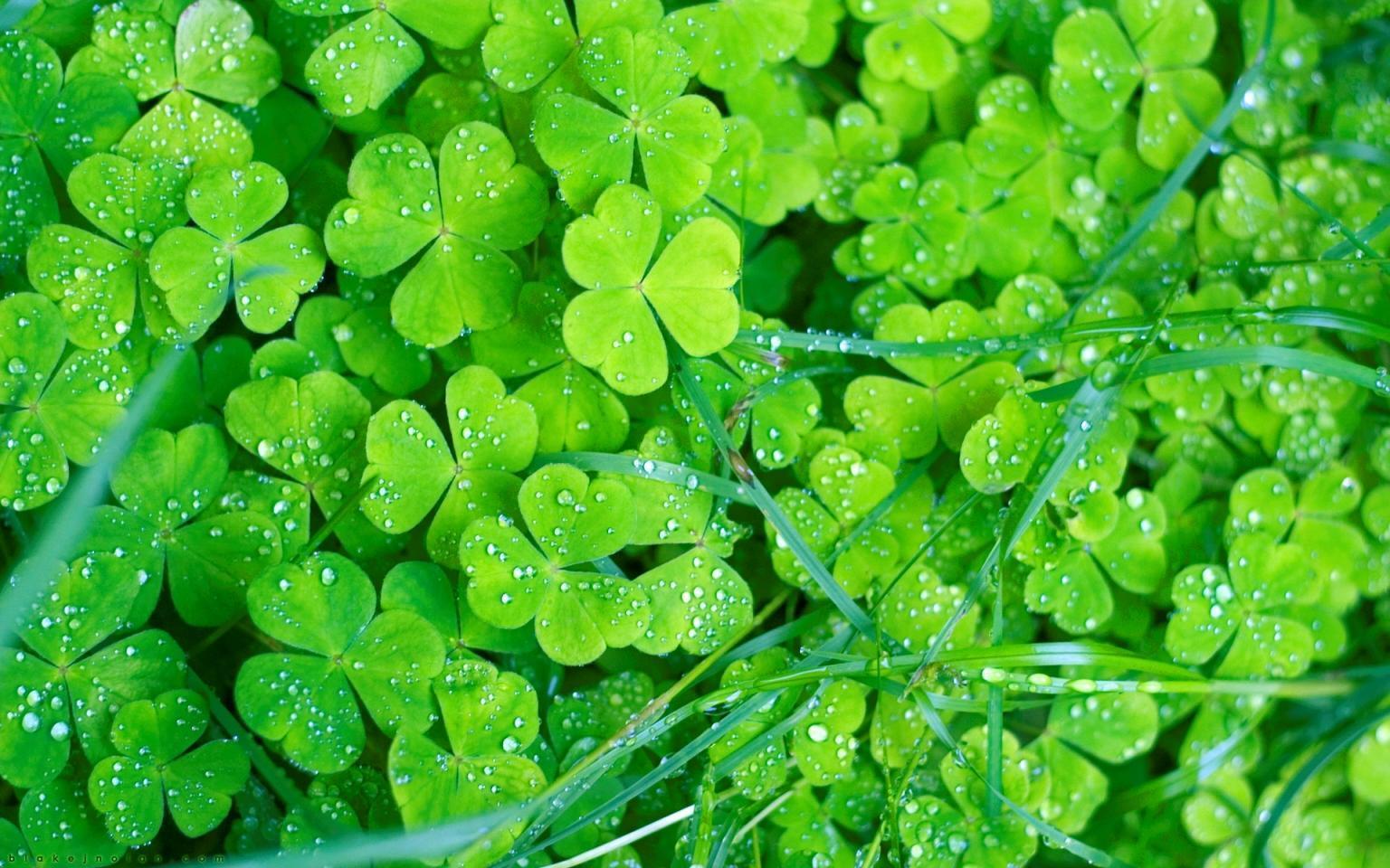 Irish clovers free desktop background wallpaper image