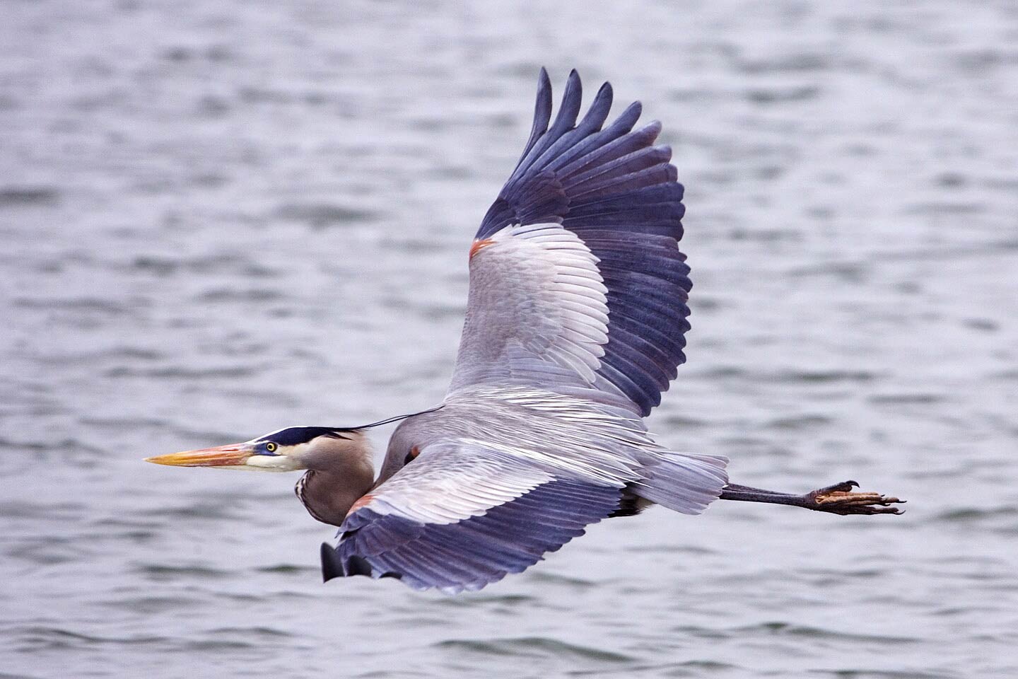 Heron Wallpaper