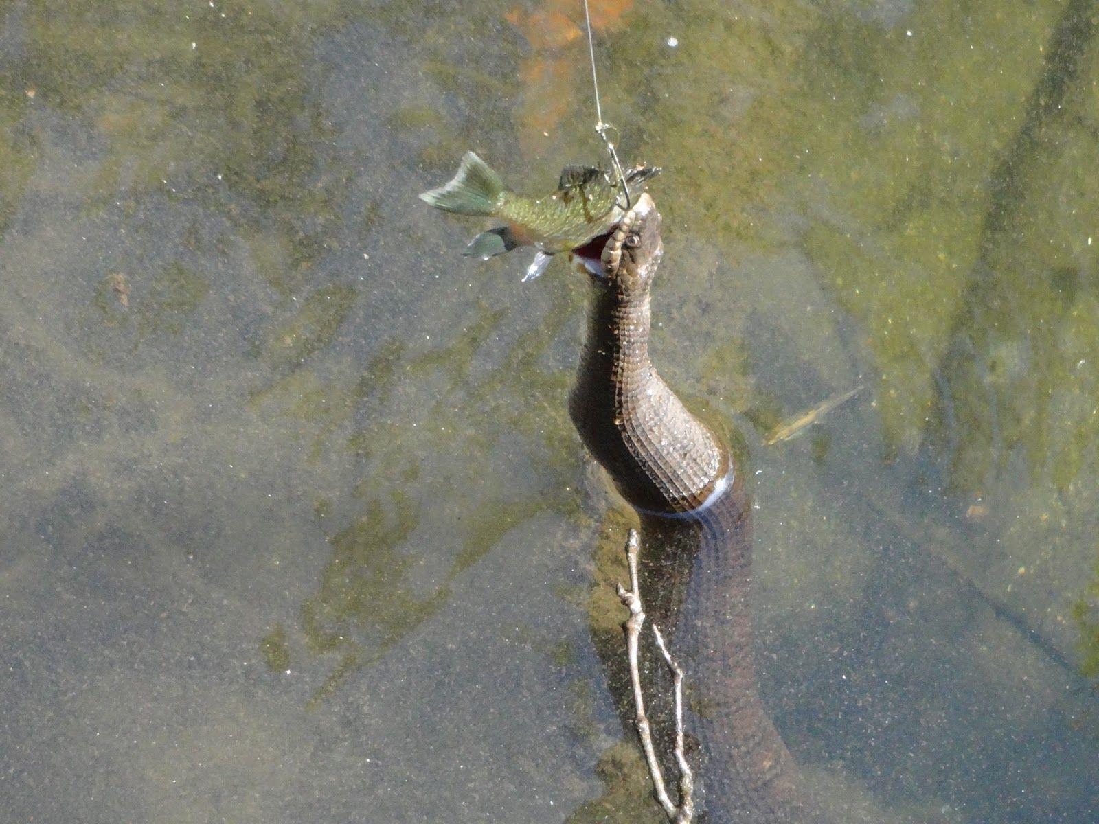 Largemouth Bass Wallpapers Wallpaper Cave