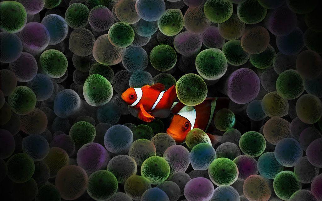 Clown Fish Wallpaper. Sky HD Wallpaper