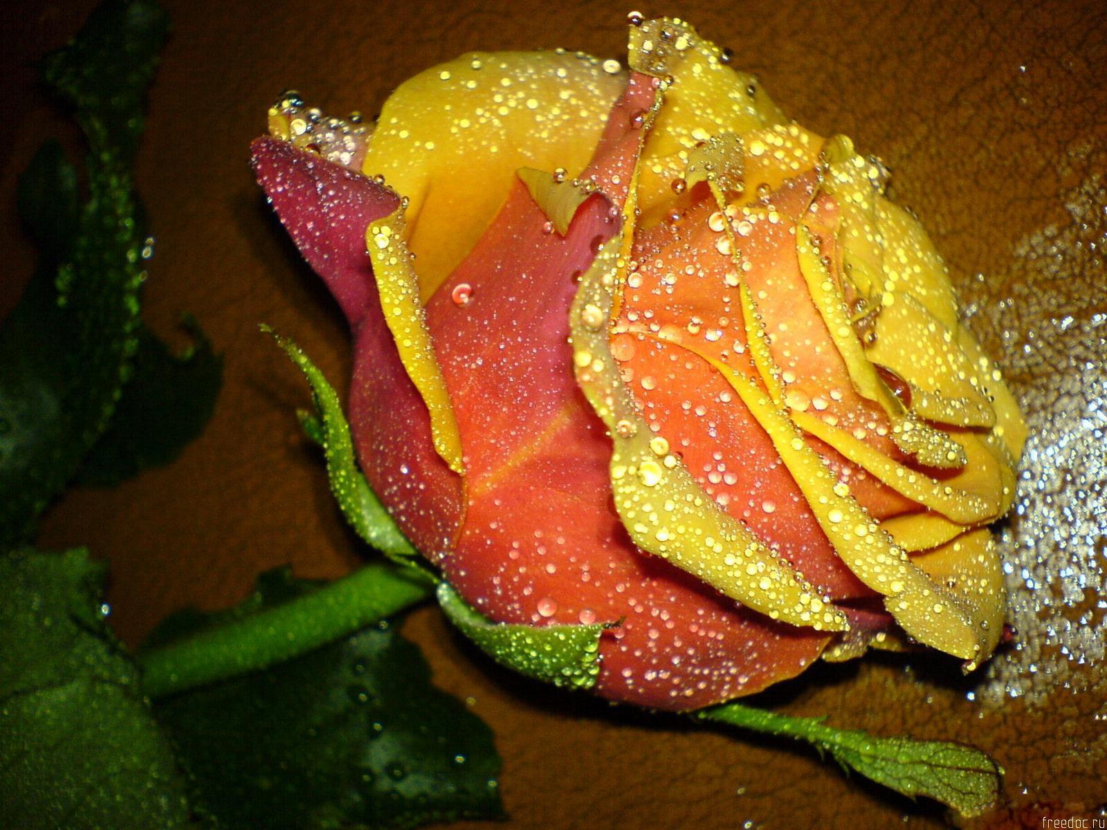 Flowers For > Beautiful Rose Wallpaper For Desktop
