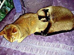 Bobbi Starr Wallpapers - Wallpaper Cave