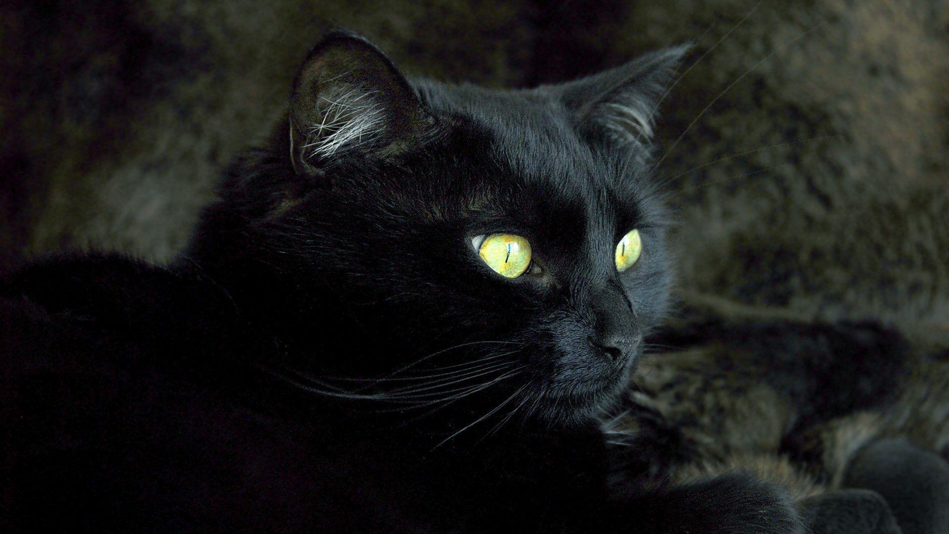 Black Cat And Gold Cat Eye Wallpaper Backgroun Wallpaper