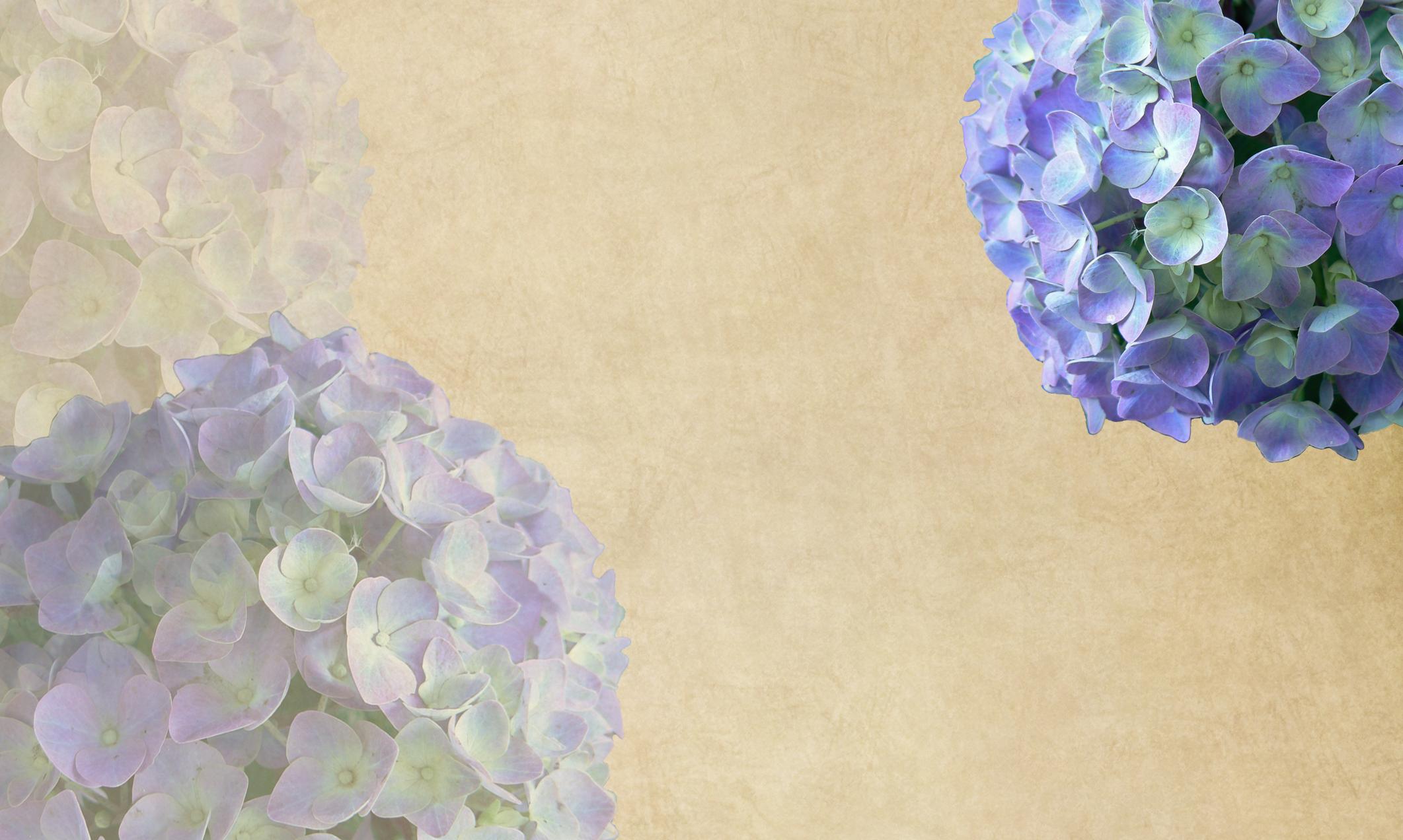 Hydrangea Background.png