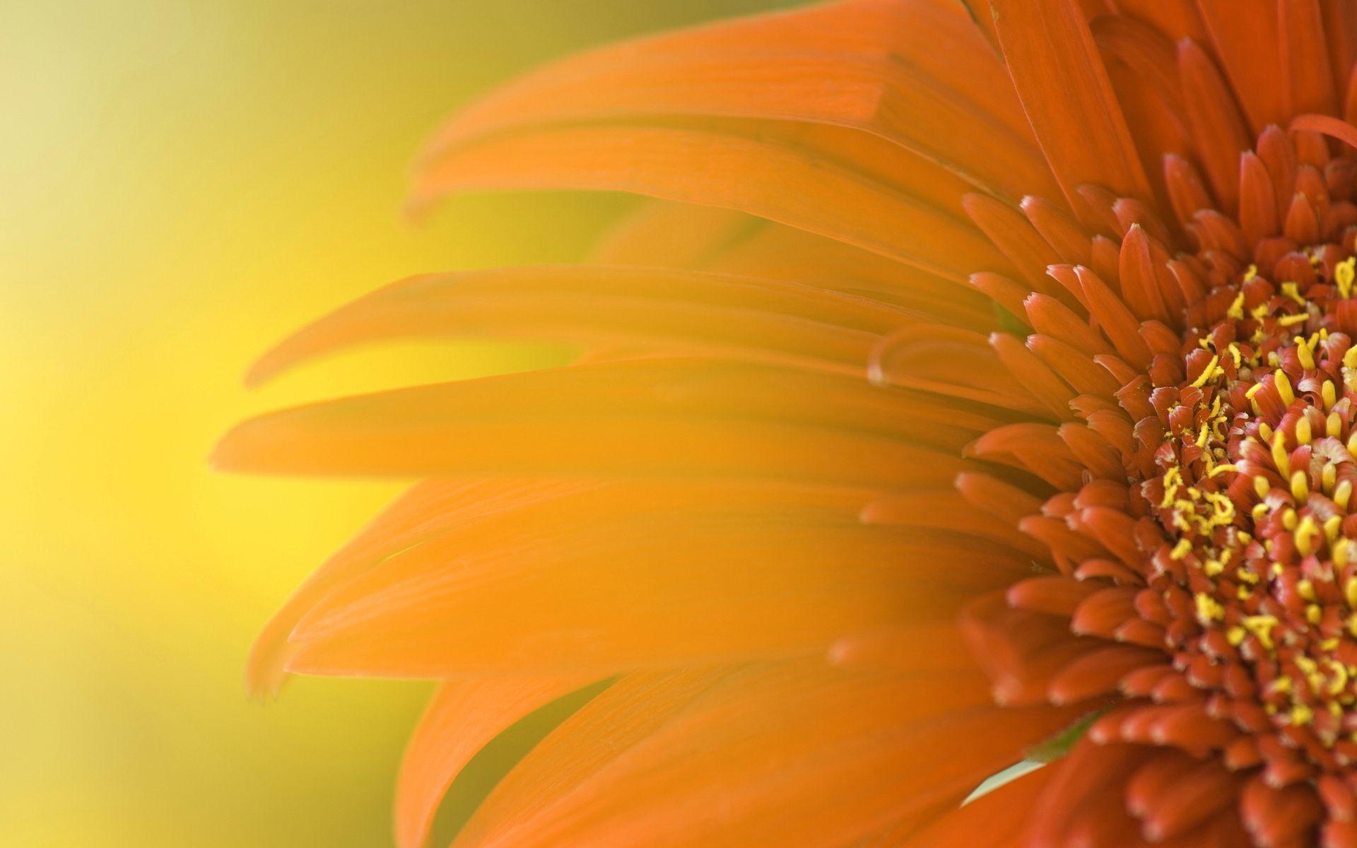 Sunflower In Water Desktop Wallpaper · Sunflower Desktop Wallpaper