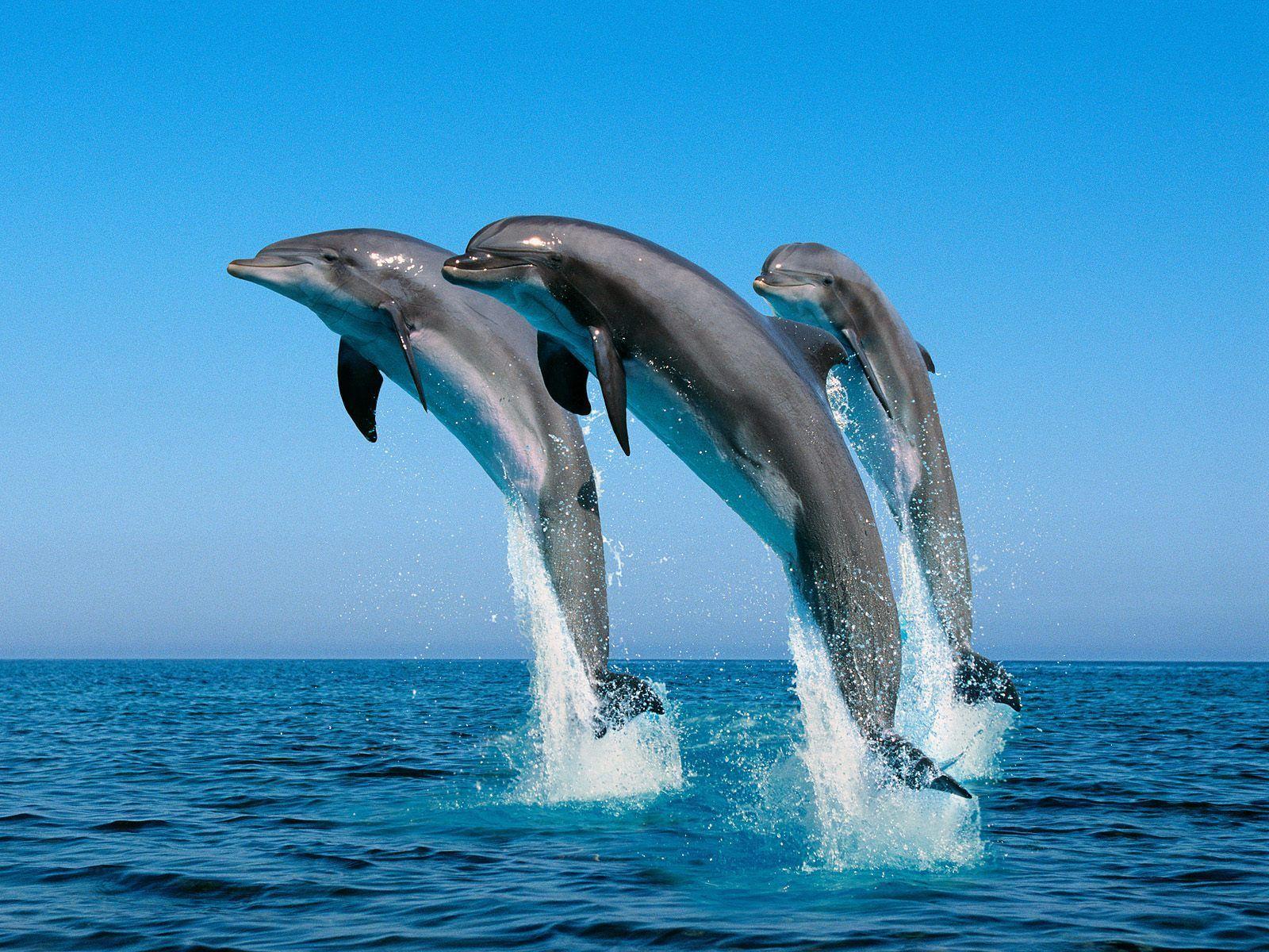 Bottlenose Dolphins Free Desktop Wallpaper. HD Wallpaper