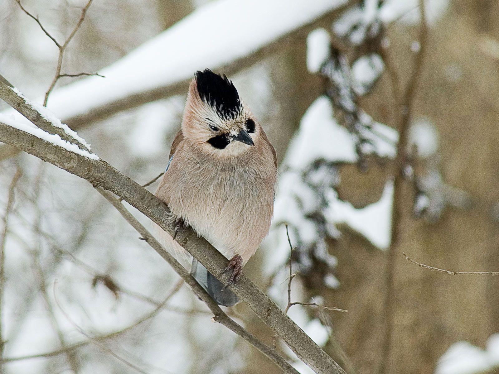 Desktop Wallpaper · Gallery · Animals · A bird in winter. Free